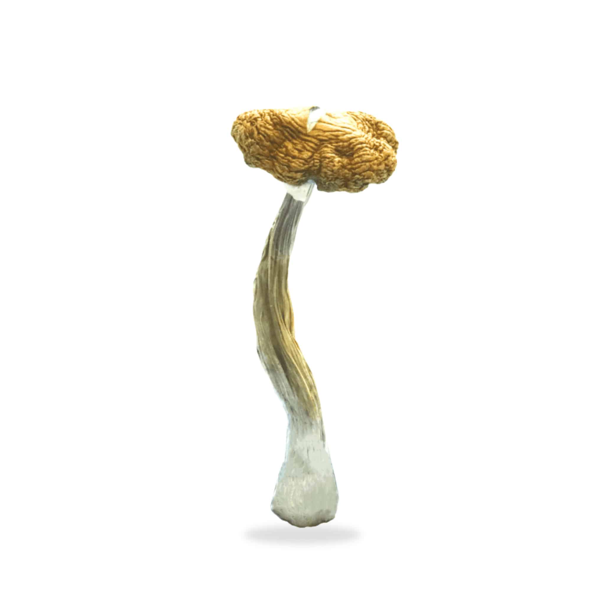 Costa Rican Magic Mushrooms