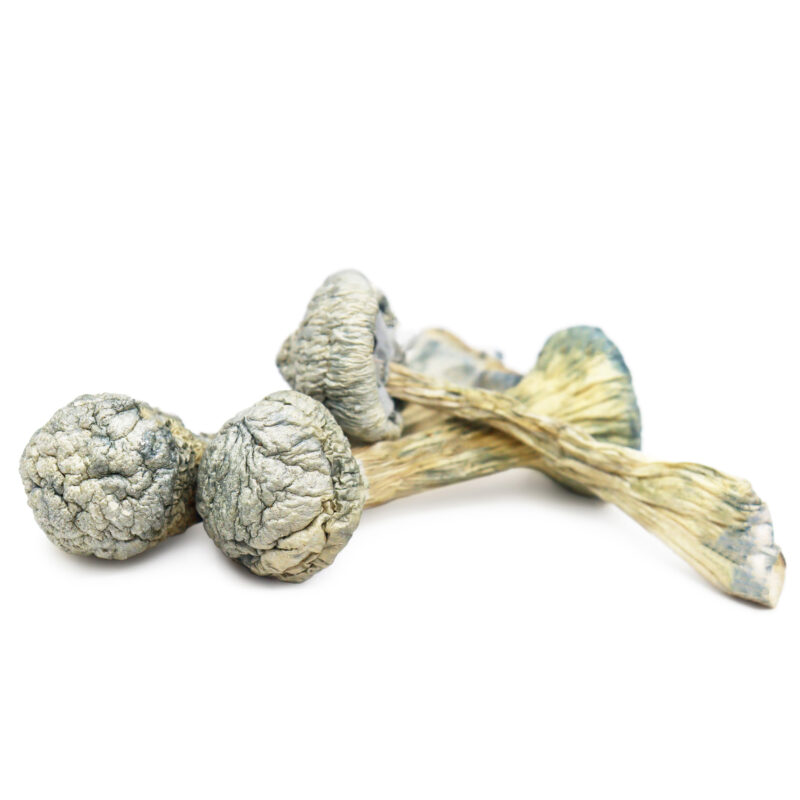 Albino Treasure Coast Magic Mushrooms