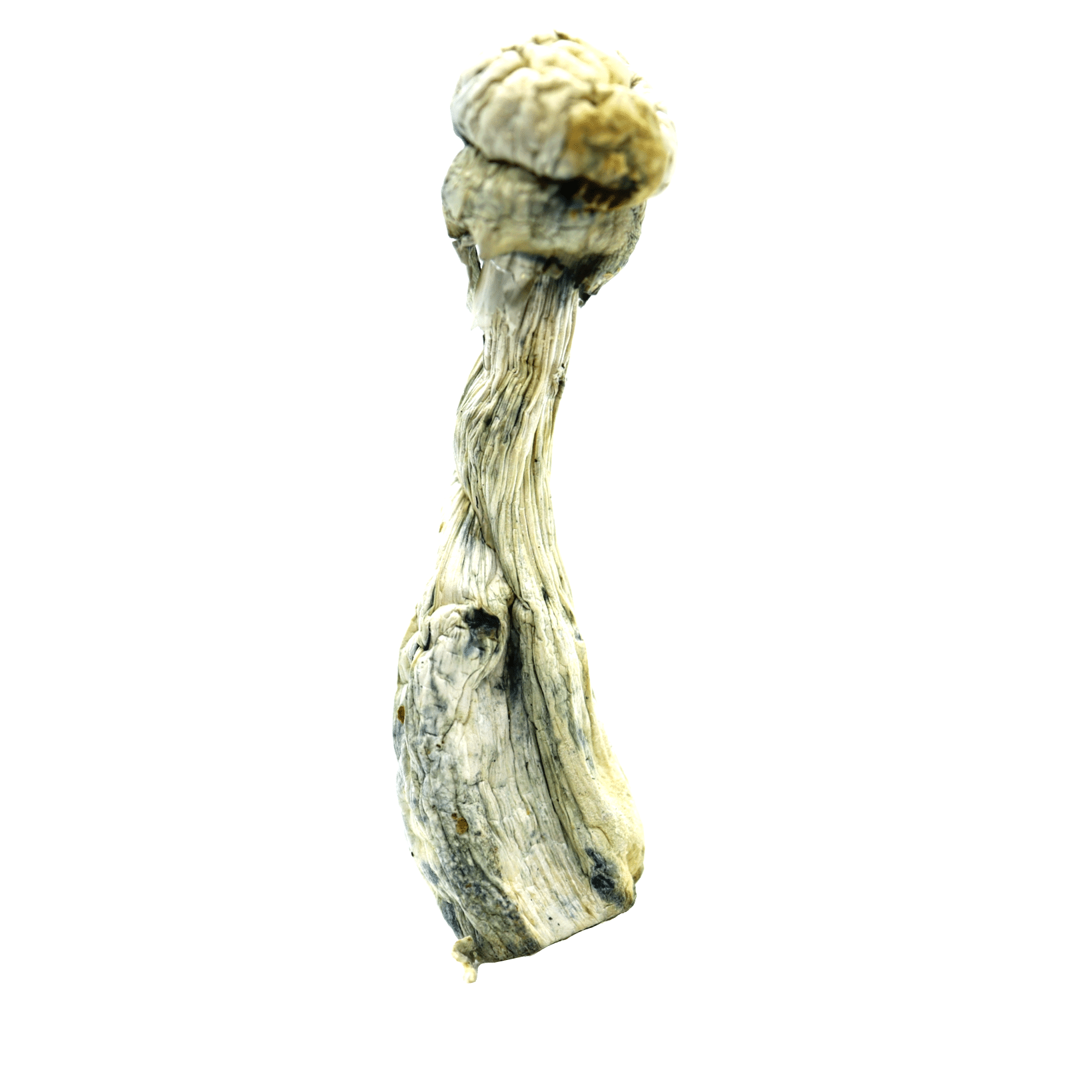 Albino Penis Envy Magic Mushrooms