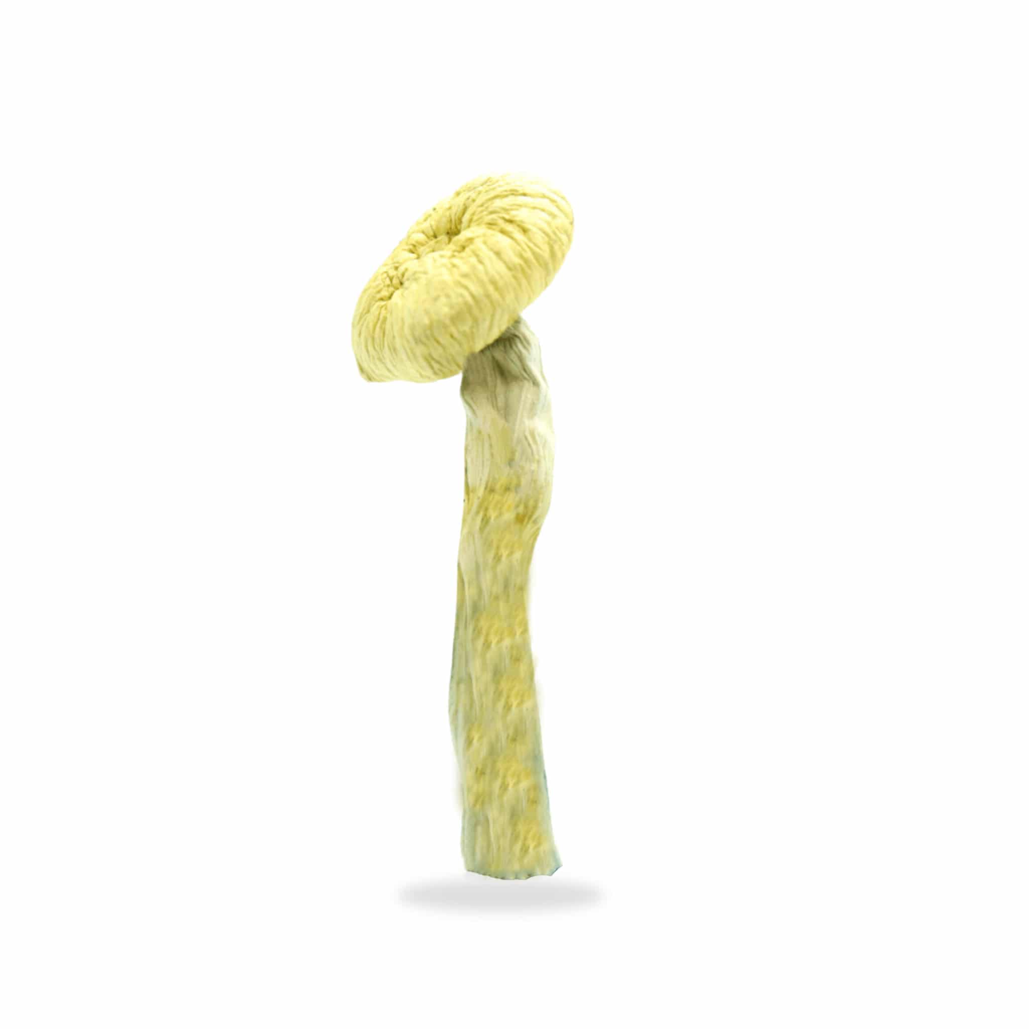 Avery’s Albino Magic Mushrooms