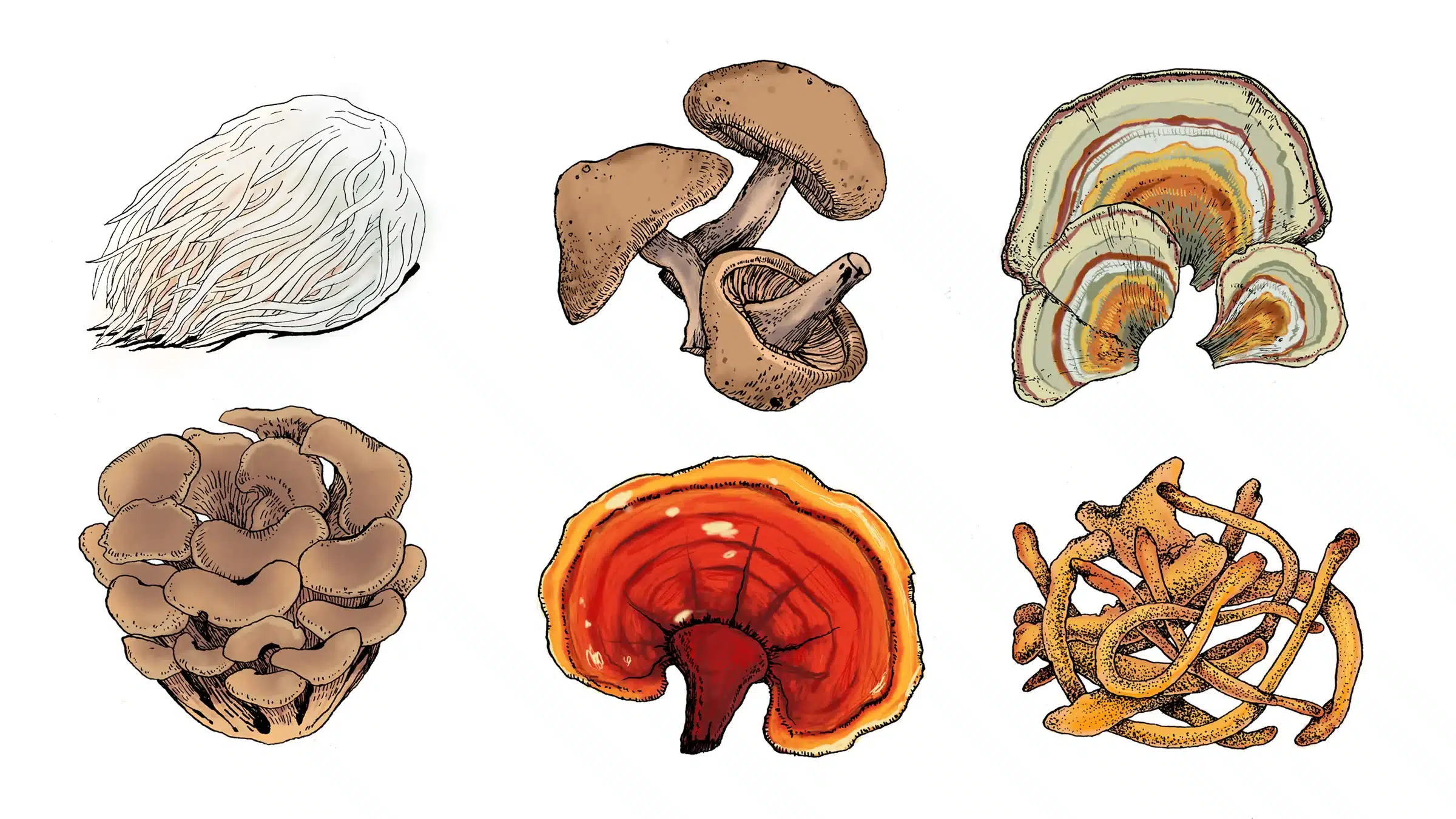 Medicinal Mushroom Benefits, What Are Medicinal Mushrooms?