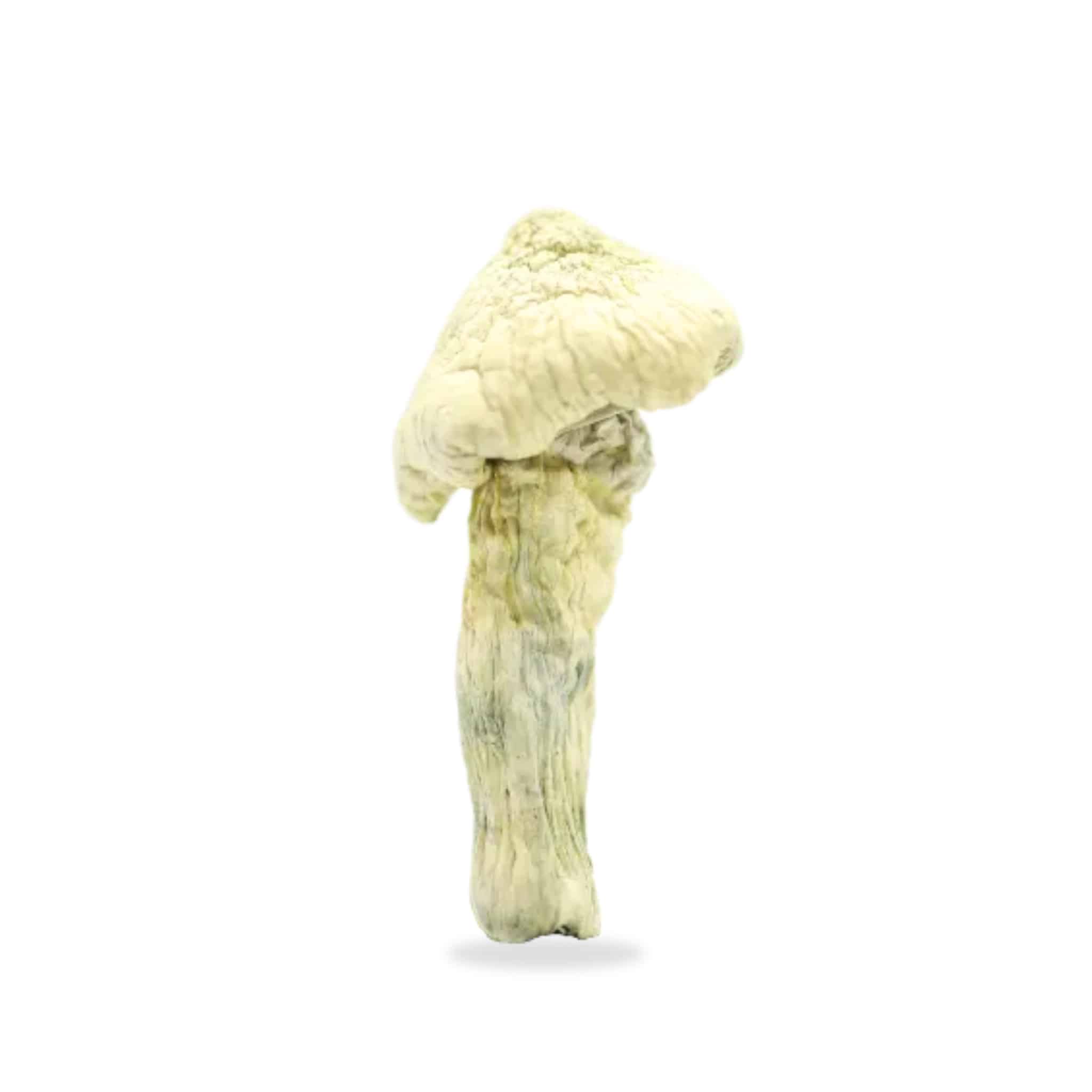 Great White Monster Magic Mushrooms