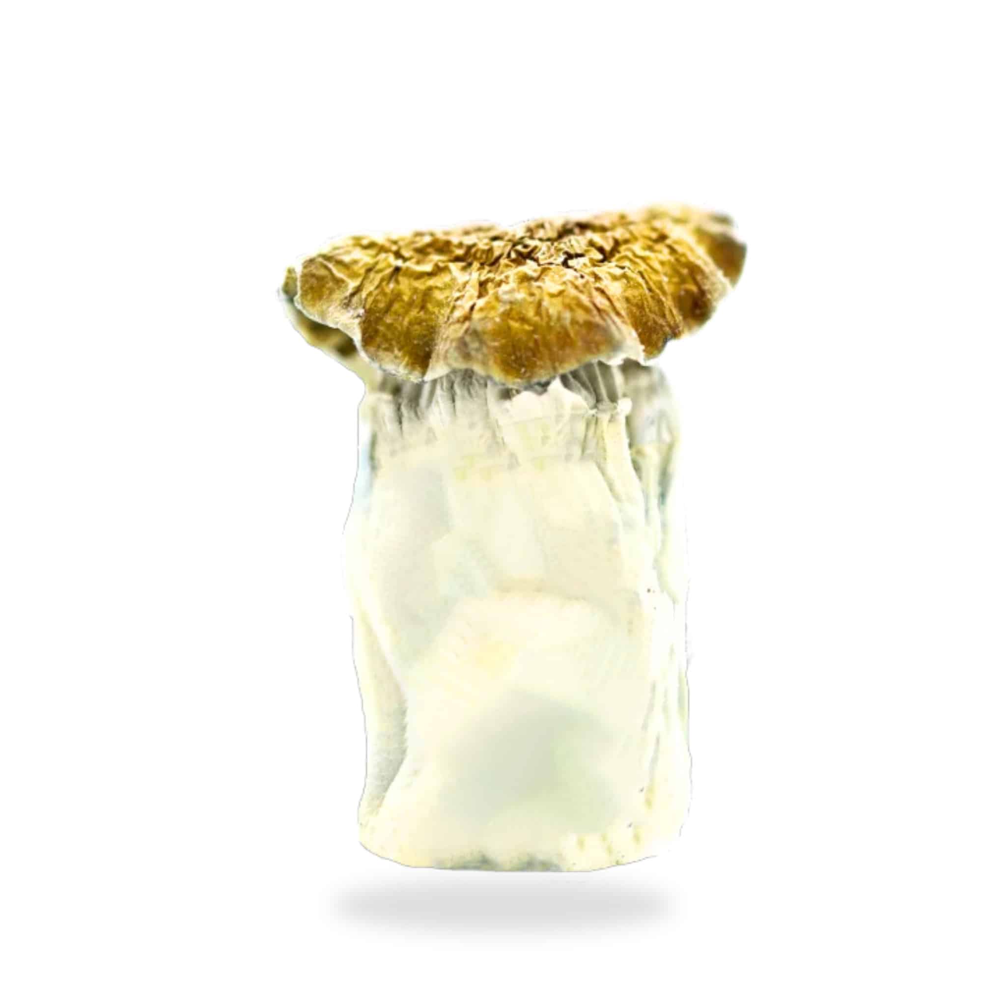 Steel Magnolia Magic Mushrooms
