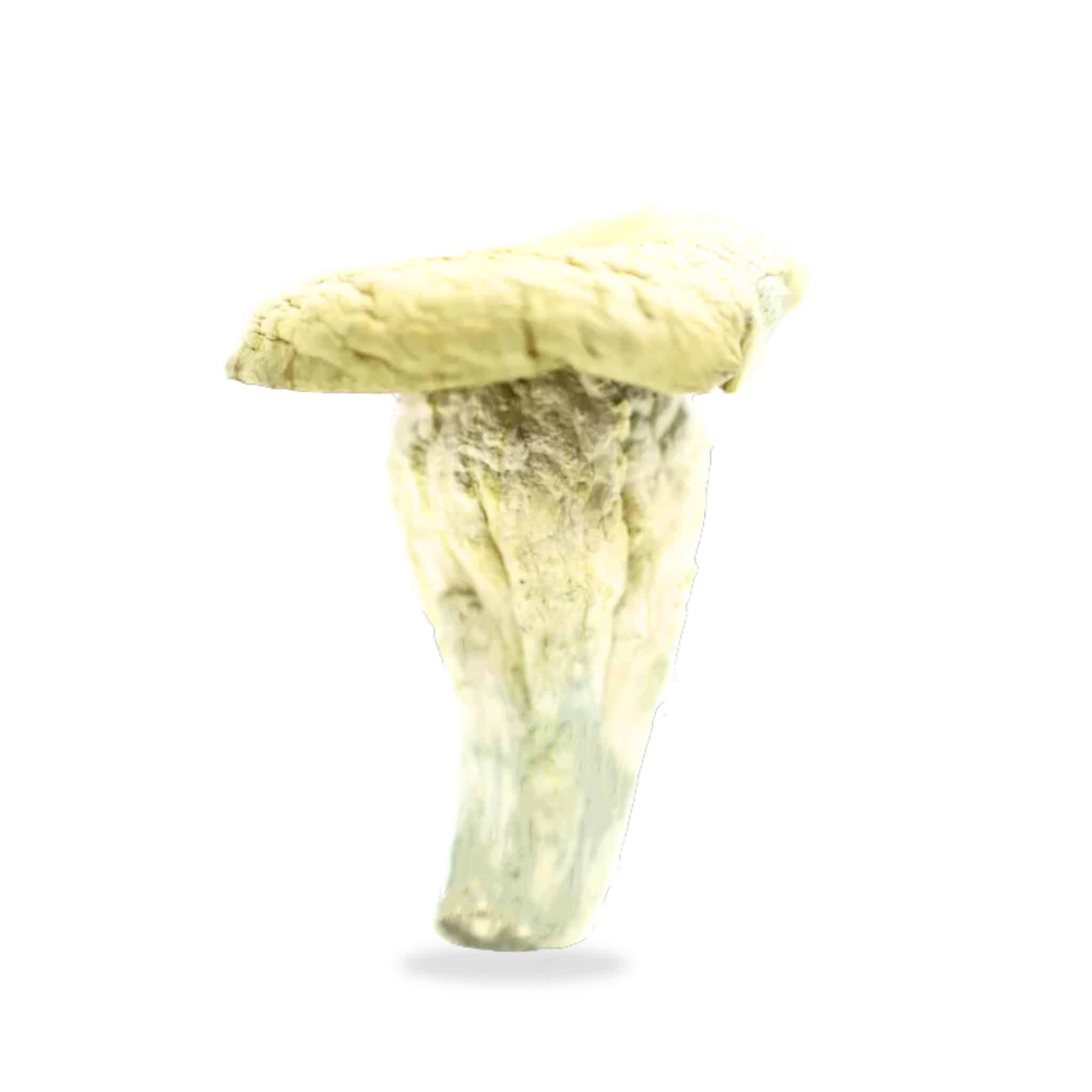 Thrasher Magic Mushrooms