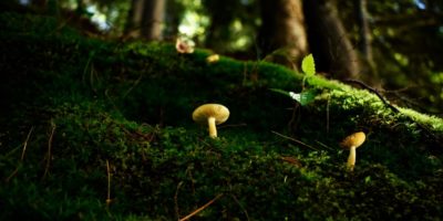 Guide to Wild Magic Mushrooms