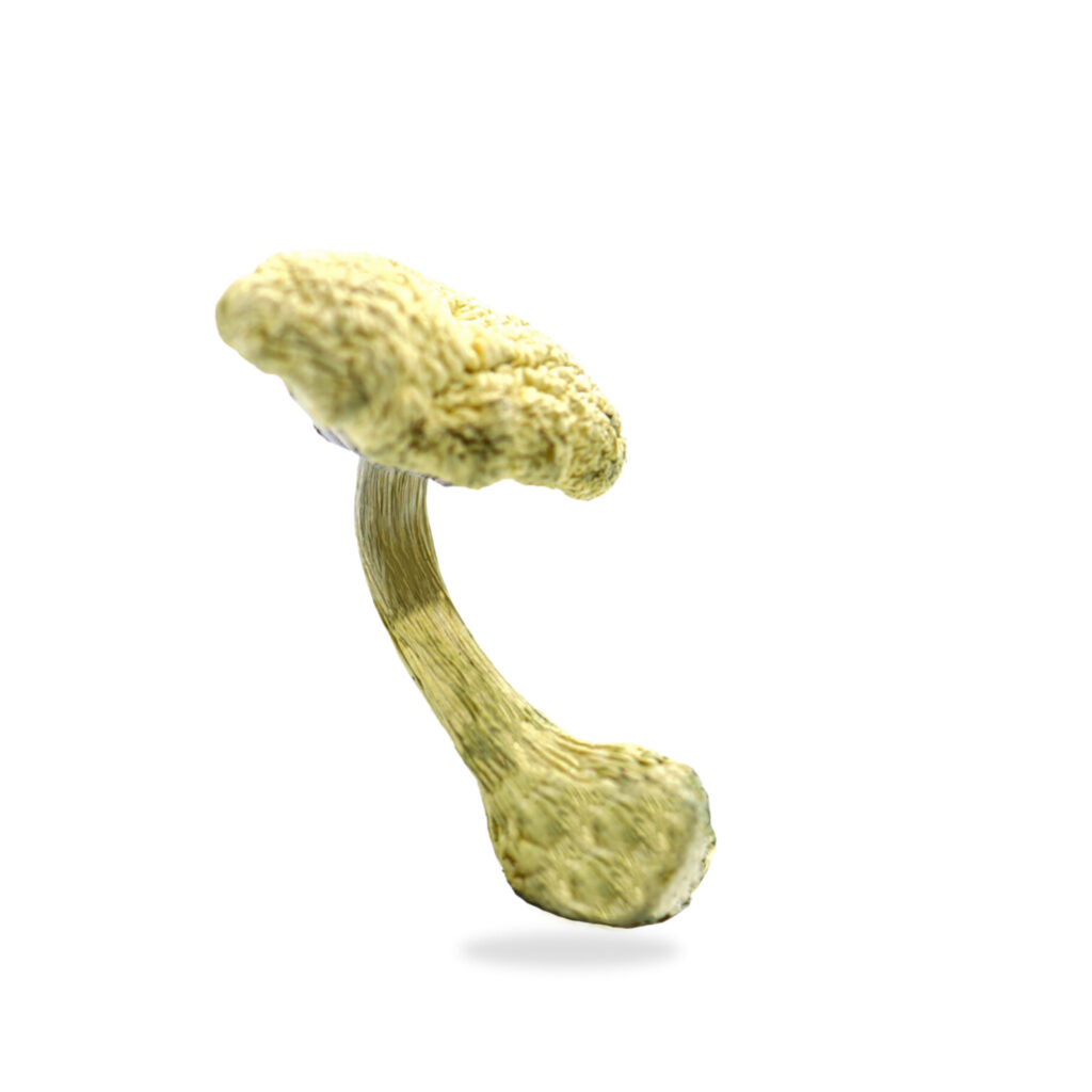 buy-albino-treasure-coast-magic-mushrooms-online