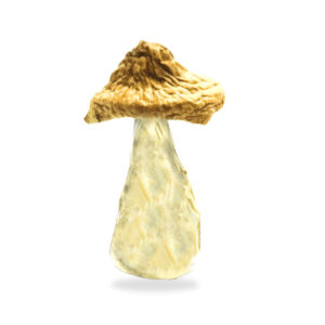 get magic mushrooms, Get Magic Mushrooms | Buy Shrooms Online In Canada