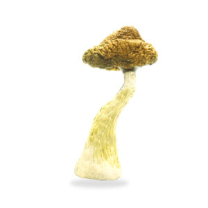 get magic mushrooms, Get Magic Mushrooms | Buy Shrooms Online In Canada