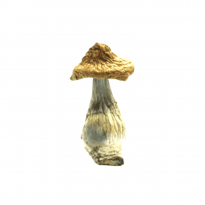get magic mushrooms, Get Magic Mushrooms | Buy Shrooms Online In Canada