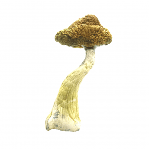 get magic mushrooms, Get Magic Mushrooms | Buy Shrooms Online In Canada