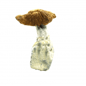 Buy Shrooms In Sherbrooke, Buy Shrooms in Sherbrooke For Less | Quebec Magic Mushroom Dispensary
