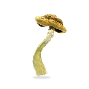 Buy Shrooms In St. Thomas, Buy Shrooms in St. Thomas For Less | Ontario Magic Mushroom Dispensary