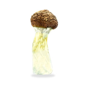 Buy Shrooms In St. Thomas, Buy Shrooms in St. Thomas For Less | Ontario Magic Mushroom Dispensary