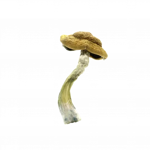 Buy Shrooms In Sherbrooke, Buy Shrooms in Sherbrooke For Less | Quebec Magic Mushroom Dispensary