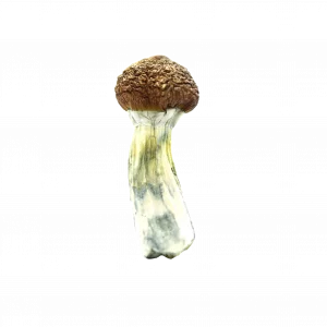 Buy Shrooms In Stephenville, Buy Shrooms in Stephenville For Less | Newfoundland and Labrador Magic Mushroom Dispensary