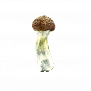 Buy Shrooms In Antigonish, Buy Shrooms in Antigonish For Less | Nova Scotia Magic Mushroom Dispensary