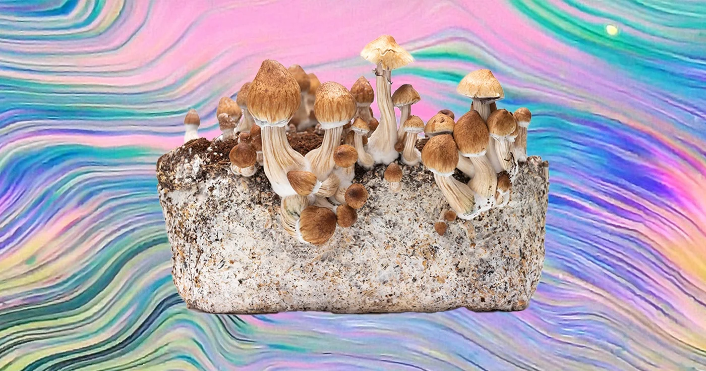 magic mushrooms grow kit, Can You Buy Magic Mushroom Grow Kits in Canada?