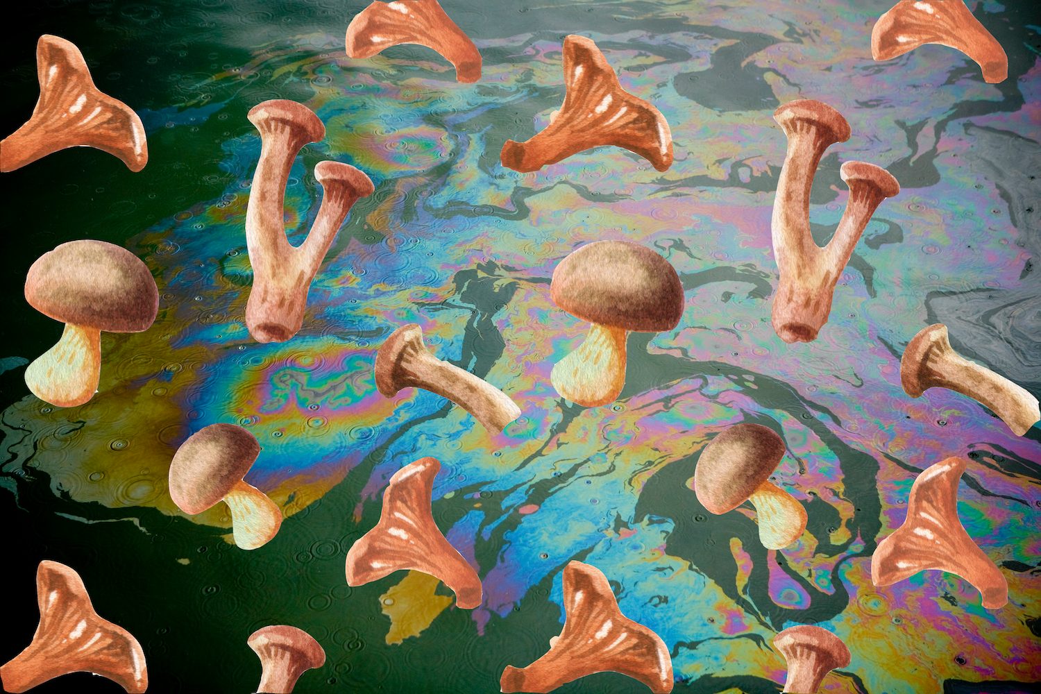 shrooms in Canada, Best Shrooms in Canada | Psilocybin Dispensaries &#038; Natural Magic Mushrooms