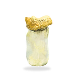 Buy Shrooms In St. Thomas, Buy Shrooms in St. Thomas For Less | Ontario Magic Mushroom Dispensary