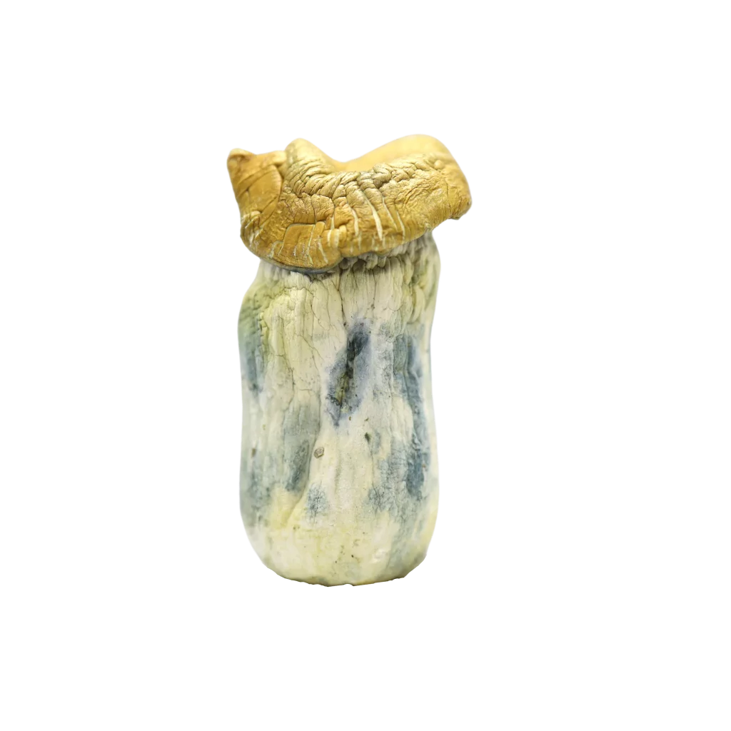 get magic mushrooms, Get Magic Mushrooms | Buy Shrooms Online In Canada