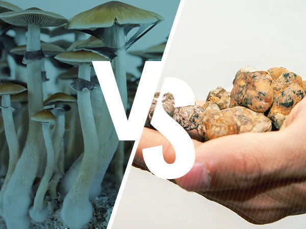 magic truffles vs mushrooms, What&#8217;s the Difference Between Magic Truffles and Magic Mushrooms?
