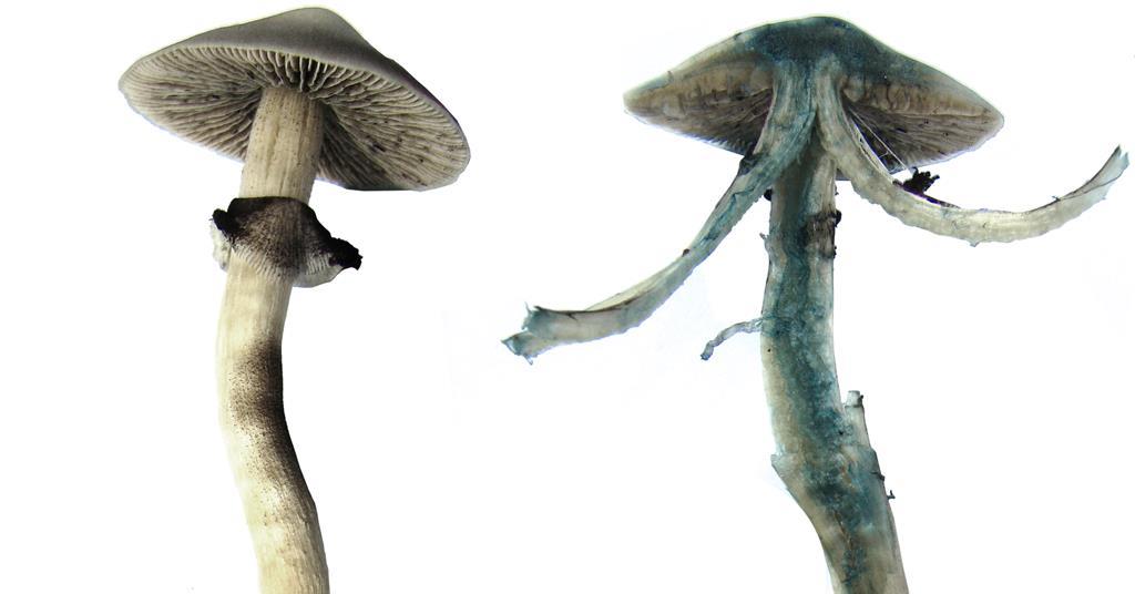 magic mushrooms blue, Why Do Magic Mushrooms Turn Blue?