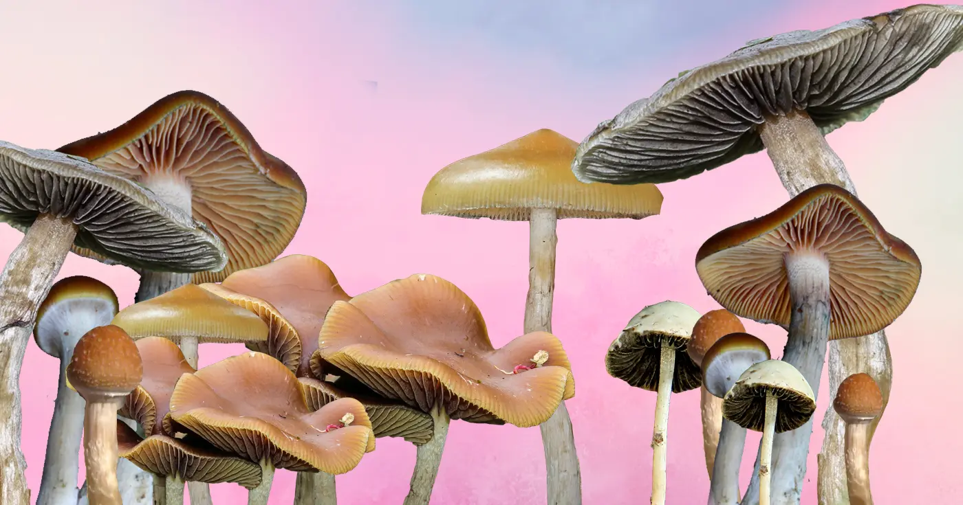 best magic mushroom strains, The Magic Mushroom Strain Guide