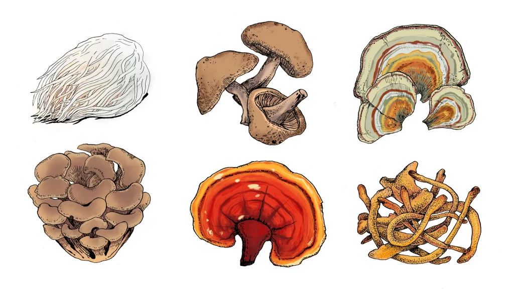 What Are Medicinal Mushrooms? Get Magic Mushrooms