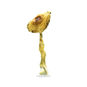 Buy Shrooms In St. Thomas, Buy Shrooms in St. Thomas For Less | Ontario Magic Mushroom Dispensary