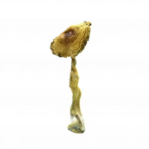 Buy Shrooms In Antigonish, Buy Shrooms in Antigonish For Less | Nova Scotia Magic Mushroom Dispensary