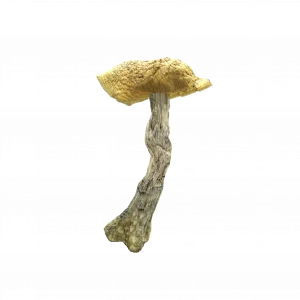 Buy Shrooms In Antigonish, Buy Shrooms in Antigonish For Less | Nova Scotia Magic Mushroom Dispensary