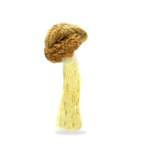 Buy Shrooms In St. Thomas, Buy Shrooms in St. Thomas For Less | Ontario Magic Mushroom Dispensary