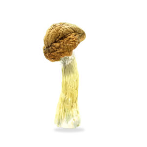 Buy Shrooms In Portage La Prairie, Buy Shrooms in Portage la Prairie For Less | Manitoba Magic Mushroom Dispensary