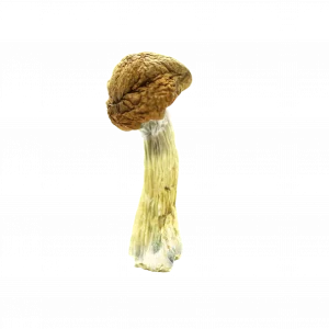 Buy Shrooms In St. Catharines, Buy Shrooms in St. Catharines For Less | Ontario Magic Mushroom Dispensary