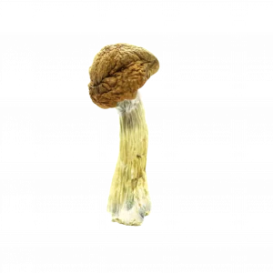 Buy Shrooms In Antigonish, Buy Shrooms in Antigonish For Less | Nova Scotia Magic Mushroom Dispensary