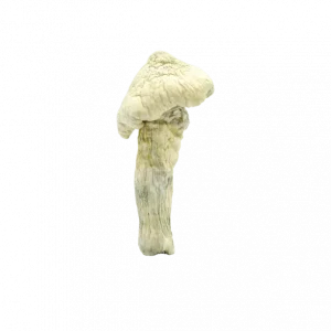 Buy Shrooms In Antigonish, Buy Shrooms in Antigonish For Less | Nova Scotia Magic Mushroom Dispensary