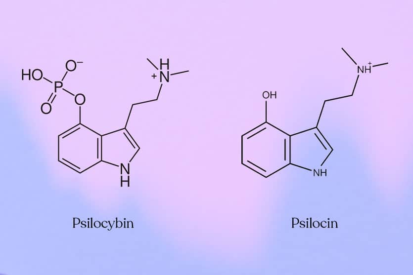 Norpsilocin, What Else Is in Magic Mushrooms Besides Psilocybin?