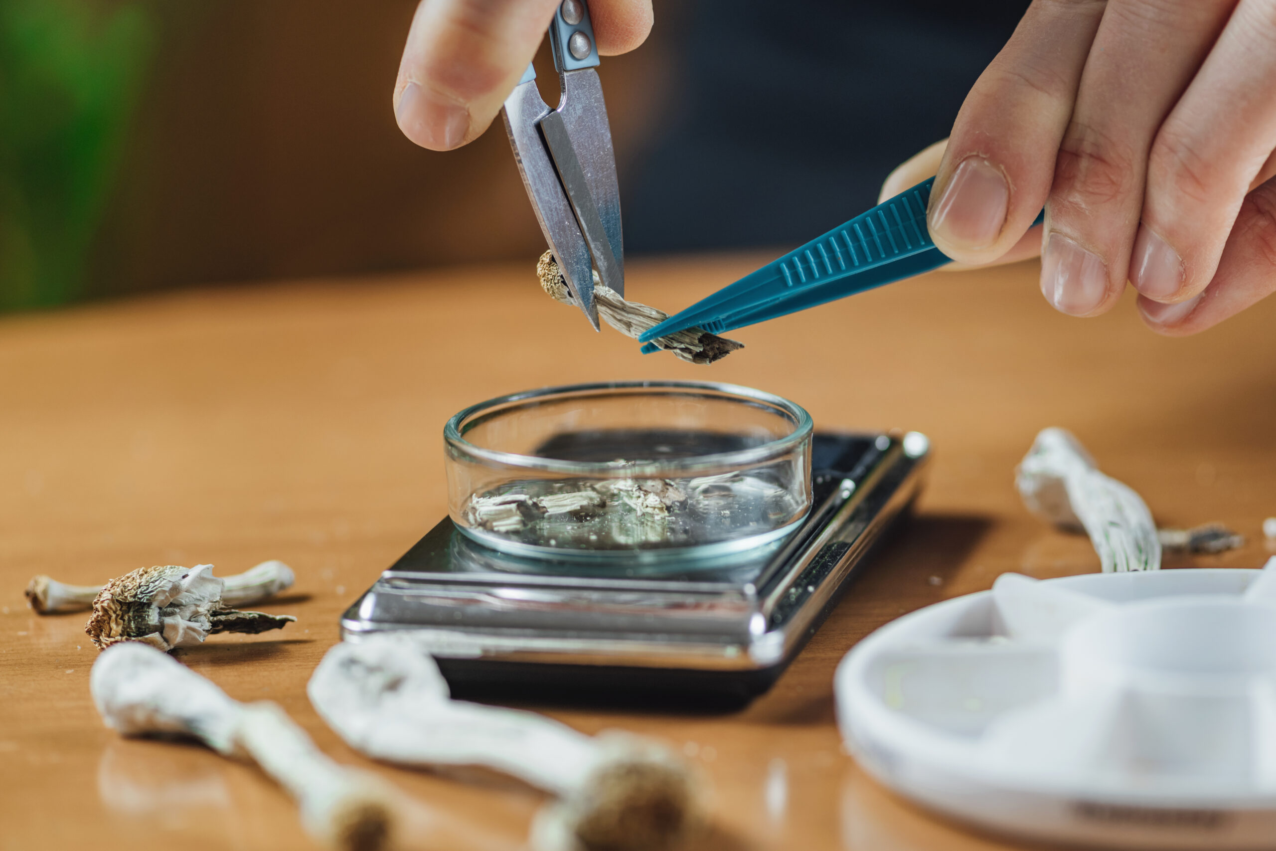 decriminalize magic mushrooms, California Senate Moves to Decriminalize Magic Mushrooms Under New Bill