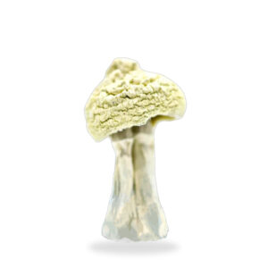 Buy Shrooms In St. Thomas, Buy Shrooms in St. Thomas For Less | Ontario Magic Mushroom Dispensary