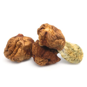 Buy Shrooms In Nipawin, Buy Shrooms in Nipawin For Less | Saskatchewan Magic Mushroom Dispensary