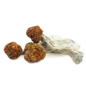 Buy Shrooms In Nipawin, Buy Shrooms in Nipawin For Less | Saskatchewan Magic Mushroom Dispensary