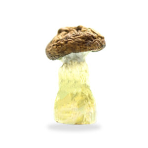 Buy Shrooms In St. Thomas, Buy Shrooms in St. Thomas For Less | Ontario Magic Mushroom Dispensary