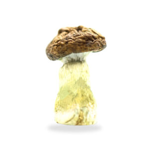 Buy Shrooms In Portage La Prairie, Buy Shrooms in Portage la Prairie For Less | Manitoba Magic Mushroom Dispensary