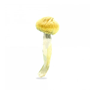 Buy Shrooms In Portage La Prairie, Buy Shrooms in Portage la Prairie For Less | Manitoba Magic Mushroom Dispensary