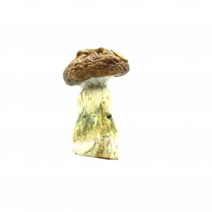 Buy Shrooms In Antigonish, Buy Shrooms in Antigonish For Less | Nova Scotia Magic Mushroom Dispensary
