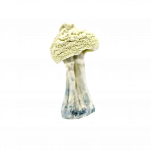 Buy Shrooms In Montreal, Buy Shrooms in Montréal For Less | Quebec Magic Mushroom Dispensary