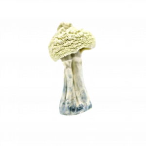 Buy Shrooms In Antigonish, Buy Shrooms in Antigonish For Less | Nova Scotia Magic Mushroom Dispensary