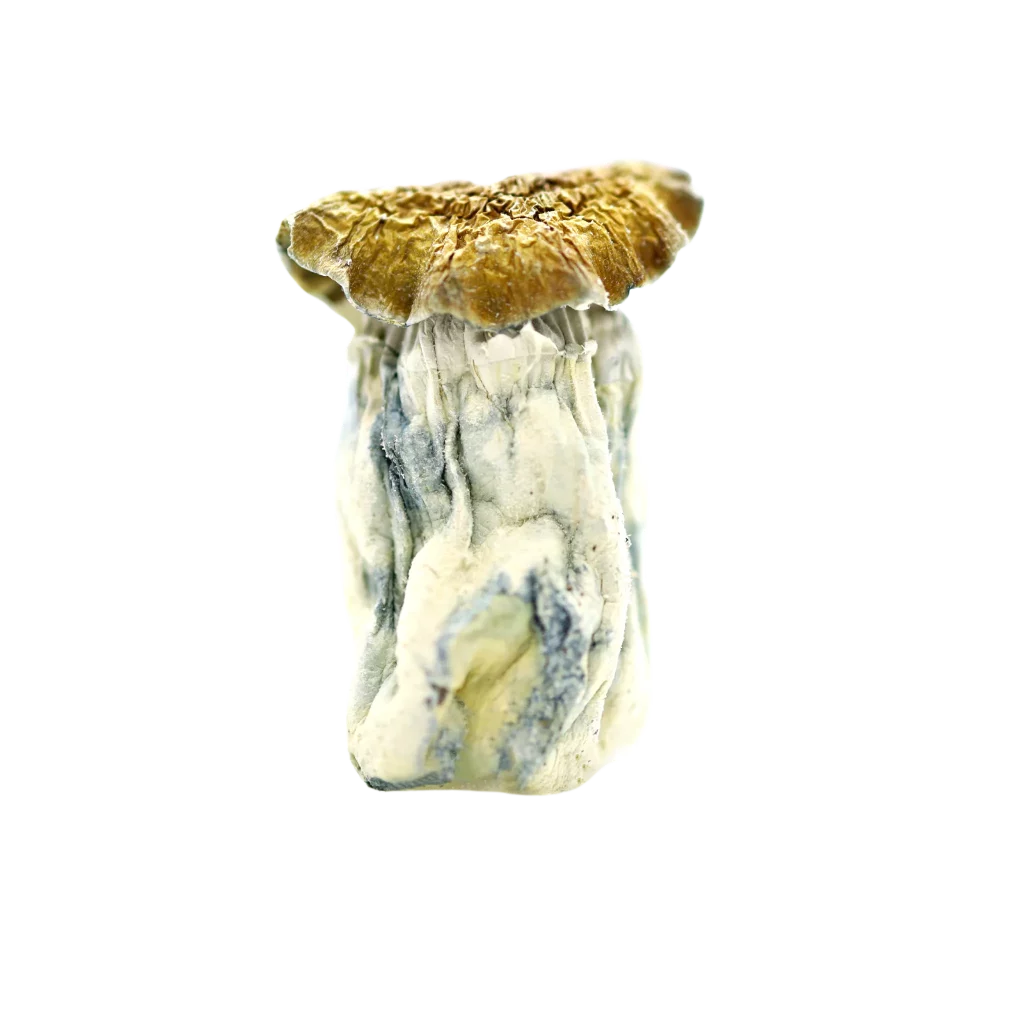 get magic mushrooms, Get Magic Mushrooms | Buy Shrooms Online In Canada