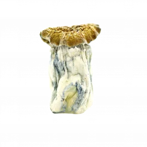Buy Shrooms In Antigonish, Buy Shrooms in Antigonish For Less | Nova Scotia Magic Mushroom Dispensary