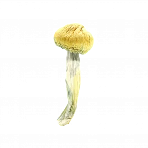 Buy Shrooms In Stephenville, Buy Shrooms in Stephenville For Less | Newfoundland and Labrador Magic Mushroom Dispensary